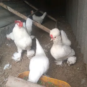 Karlık ýumurtga