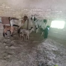 Ekiz owlakly geci