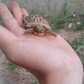 Mucize