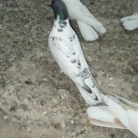kepderi