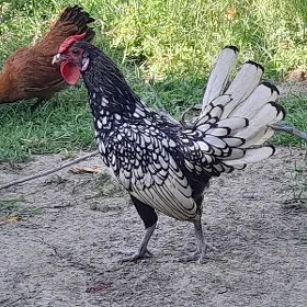 Zbraýt Karlik