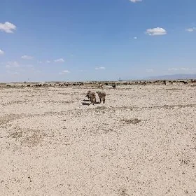 gurbanlyk malar