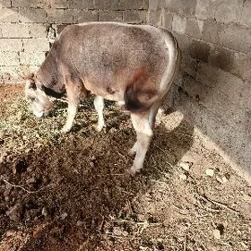 ökiz