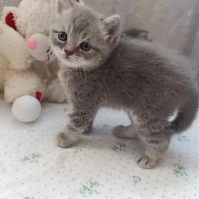 породистый котенок