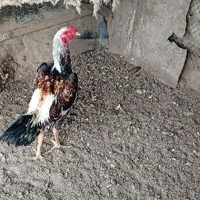 horaz
