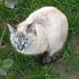 тайская сиамская кошка