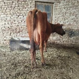 goleli sygyr