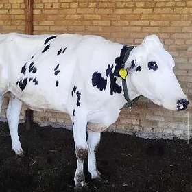 Arassa Kanatka Bogaz Tüwe
