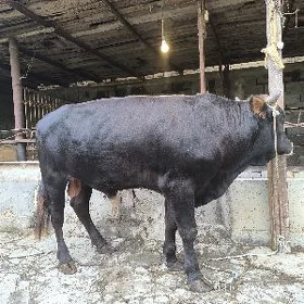 BAKYLAN OKUZ