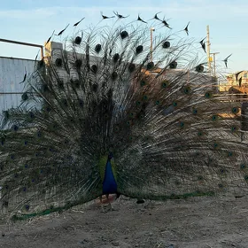 Tawus guş erkegi