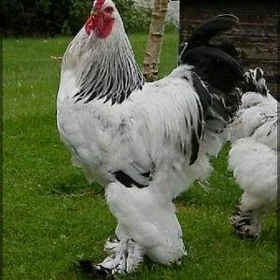 Brahma towuk ýumurtga