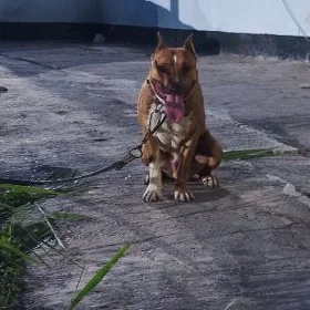Pitbull
