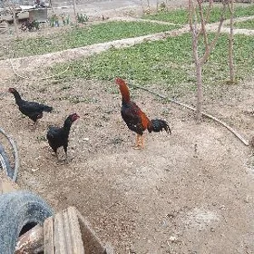 horoz