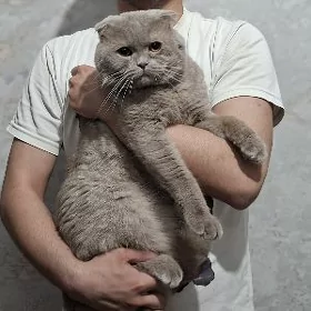 котенок