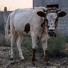tuwe 1 yasan