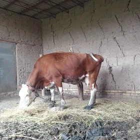bogaz sygyr