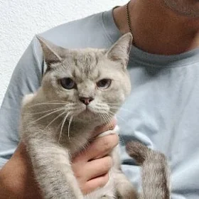 Paroda pişik