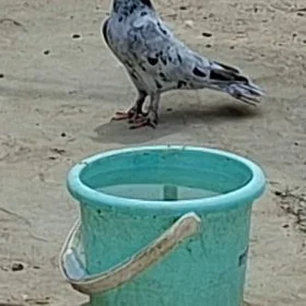 KEPDERI