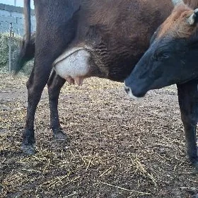 goleli sygyr tuwe