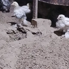 balakly lahmanat paroda