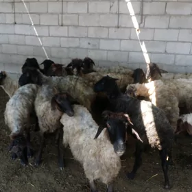 GOYUN IŞEK