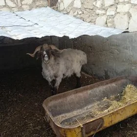 Goç