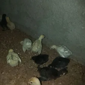 induk juyje