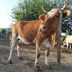 Goleli sygyr
