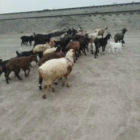 geçiler koylar