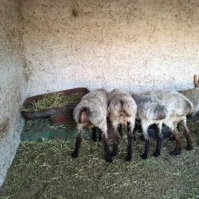 işşek