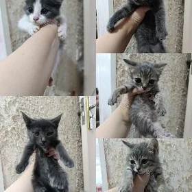 В добрые и надёжные руки