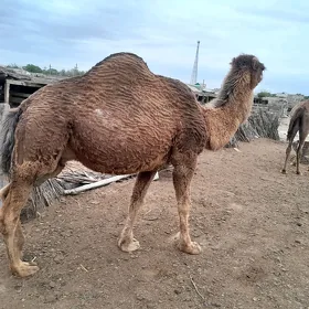 düÿe
