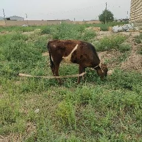 Gulajyn