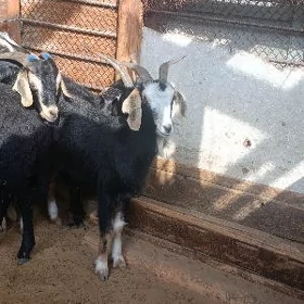 DOG GEÇI