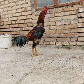 бабай