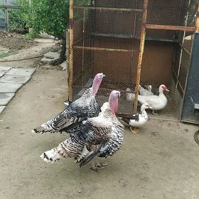 Индук
