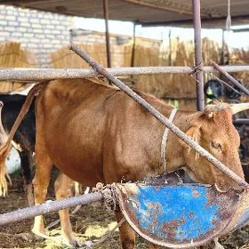 GOLELI SYGYR MEYDAN