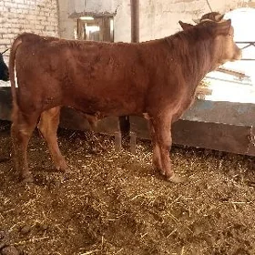 3 sany okuz