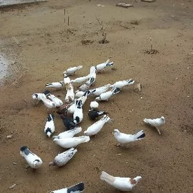 kepderi