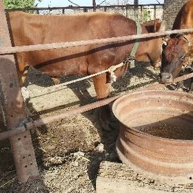 ökiz