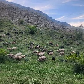 gurbanlyga, sadaka mallar.Änew