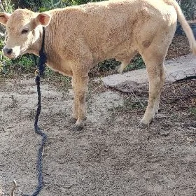 ARASSA TOHUM ÖKÜZ
