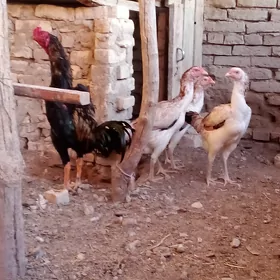Taşkent