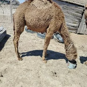 Ogşuk