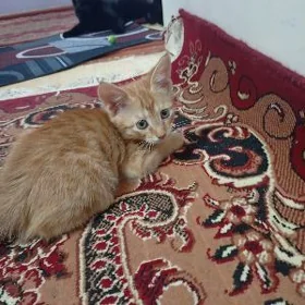 pişik