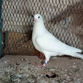 kepderi