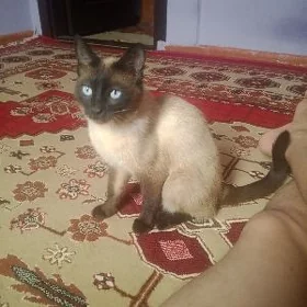 pişik aklja