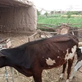 Sygyr Şwes
