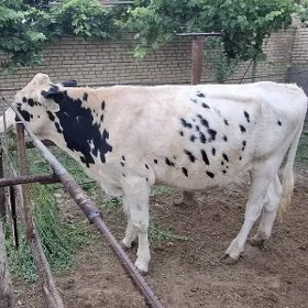öküz