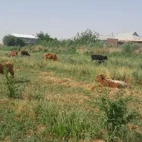 guljyn